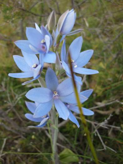 Thelymitra - Blue lady orchid orchid bickley_039.JPG